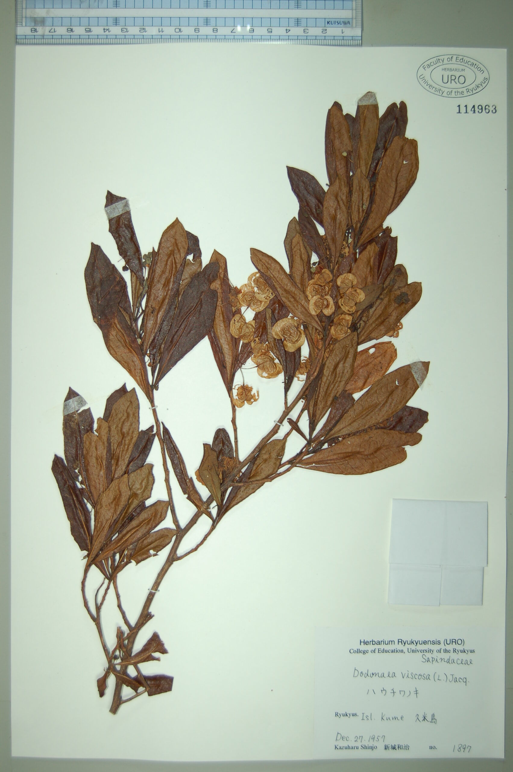 URO114963 | 琉球の植物ラボ